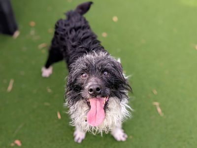 Zak | Terrier (Patterdale) Cross | Cardiff - 3
