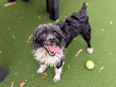 Zak | Terrier (Patterdale) Cross | Cardiff - 5
