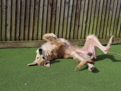Edwin | Lurcher | Glasgow - 1