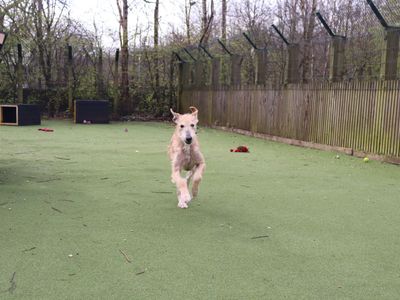 Edwin | Lurcher | Glasgow - 3