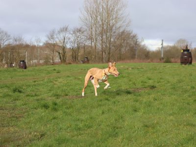 Turbo | Lurcher | Glasgow - 3