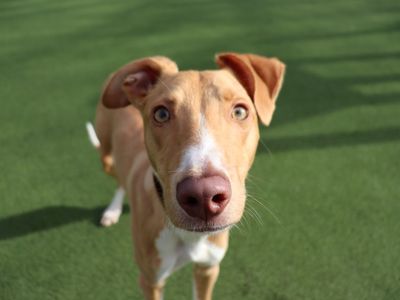 Turbo | Lurcher | Glasgow - 5