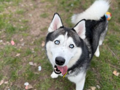 Storm | Siberian Husky | Shrewsbury (Shropshire) - 3