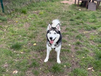 Storm | Siberian Husky | Shrewsbury (Shropshire) - 2