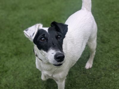 Vogue — Terrier (Fox Smooth)