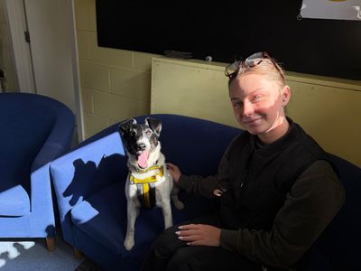 Bryn | Terrier (Fox Smooth) | West Calder (Edinburgh) - 3