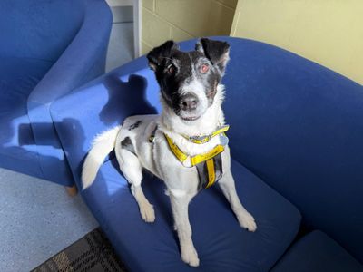 Bryn | Terrier (Fox Smooth) | West Calder (Edinburgh) - 5