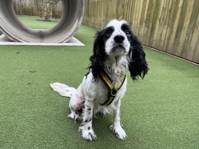 Woody | Spaniel (King Charles) Cross | Ilfracombe - 3