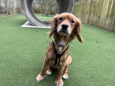 Daisy | Spaniel (Cavalier King Charles) Cross | Ilfracombe - 3