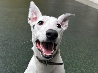Scout — Whippet Cross