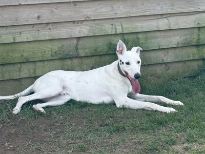 Scout | Whippet Cross | Evesham (Worcestershire) - 1
