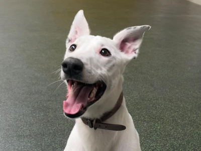 Scout | Whippet Cross | Evesham (Worcestershire) - 3