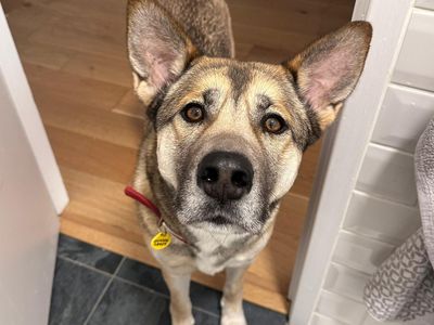 Cleo | Siberian Husky Cross | Manchester - 3