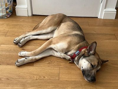 Cleo | Siberian Husky Cross | Manchester - 5