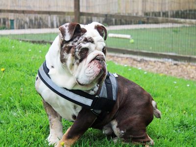 Snoopy | Bulldog | Merseyside (Liverpool) - 2