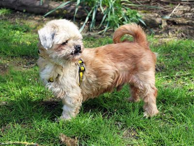 George | Shih Tzu | Merseyside (Liverpool) - 3