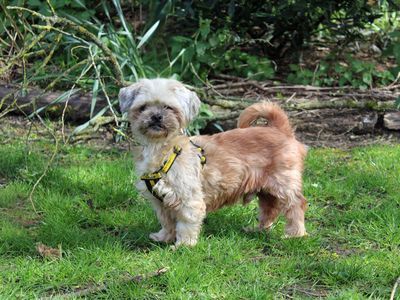 George | Shih Tzu | Merseyside (Liverpool) - 2