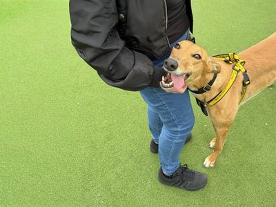 Shelley | Greyhound | Basildon (Essex) - 3