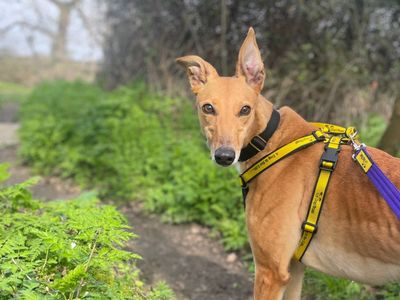 Shelley | Greyhound | Basildon (Essex) - 5