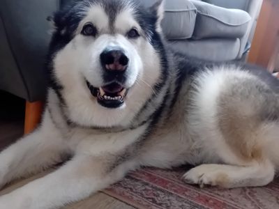 Keira | Alaskan Malamute | Salisbury (Wiltshire) - 3