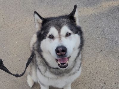 Keira | Alaskan Malamute | Salisbury (Wiltshire) - 5