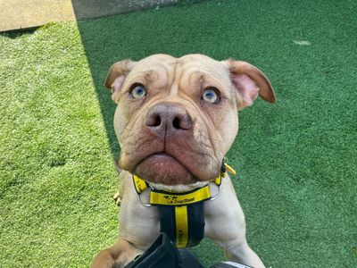 Nala | Bulldog Cross | West Calder (Edinburgh) - 3