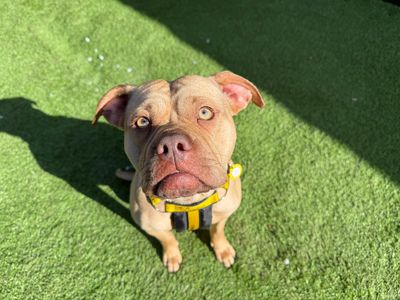 Nala | Bulldog Cross | West Calder (Edinburgh) - 2