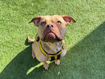 Nala — Bulldog Cross