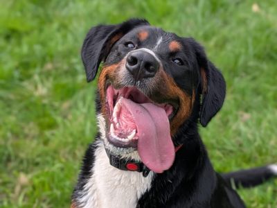 Nala | Bernese Mountain Dog Cross | Evesham (Worcestershire) - 5