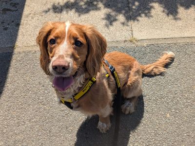 Murphy | Spaniel (Cocker) | Ilfracombe - 3