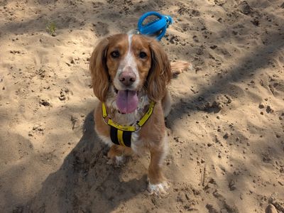 Murphy | Spaniel (Cocker) | Ilfracombe - 1