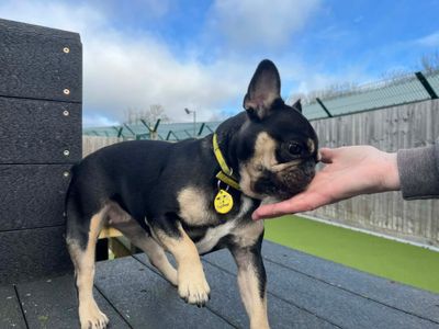 Koda | French Bulldog | Evesham (Worcestershire) - 5