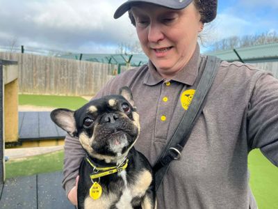 Koda | French Bulldog | Evesham (Worcestershire) - 3