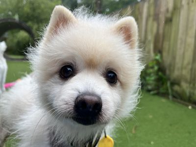 Danny, a 10 years old male Pomeranian available for adoption from Dogs Trust in Devon