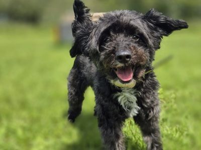 Lluna, a 5 years old female Poodle available for adoption from Dogs Trust in Shropshire
