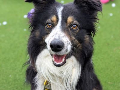 Moss | Collie (Border) | Shoreham (Sussex) - 3