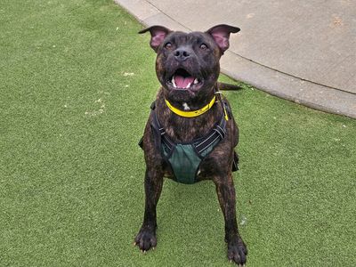 Mavis | Terrier (Staffordshire Bull) | Evesham (Worcestershire) - 3