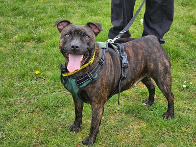 Mavis | Terrier (Staffordshire Bull) | Evesham (Worcestershire) - 1
