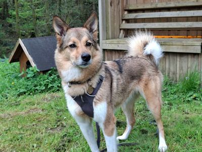 Patty | Crossbreed | Ilfracombe - 3