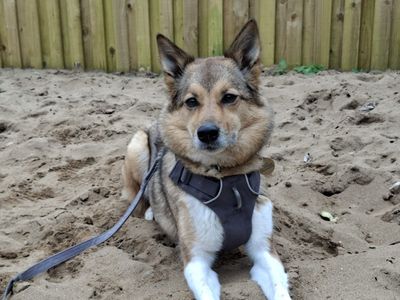 Patty | Crossbreed | Ilfracombe - 1