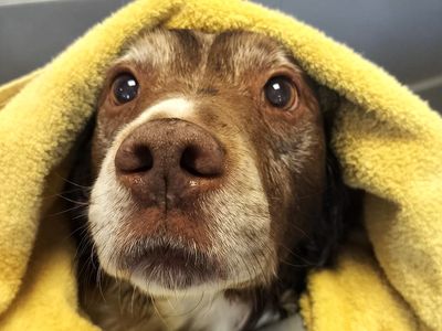 Moses | Spaniel (English Springer) Cross | Ballymena (Northern Ireland) - 3