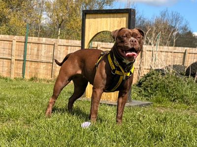 Penny | Terrier (Staffordshire Bull) | West Calder (Edinburgh) - 2