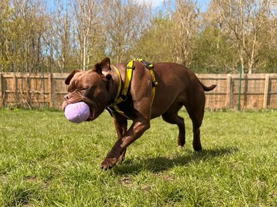 Penny | Terrier (Staffordshire Bull) | West Calder (Edinburgh) - 3