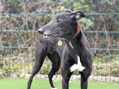 Madge | Greyhound | Shoreham (Sussex) - 5