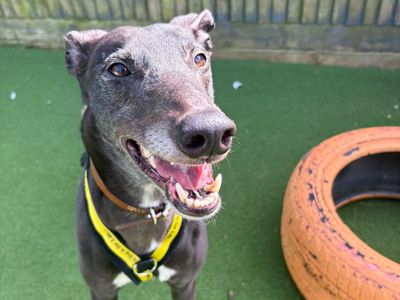Madge | Greyhound | Shoreham (Sussex) - 3