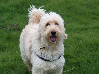 Myrtle | Retriever (Labrador) Cross | Harefield West London - 3