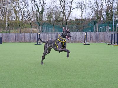 Freddie | Lurcher | Glasgow - 1
