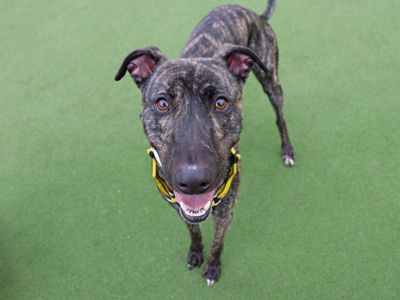 Freddie | Lurcher | Glasgow - 3