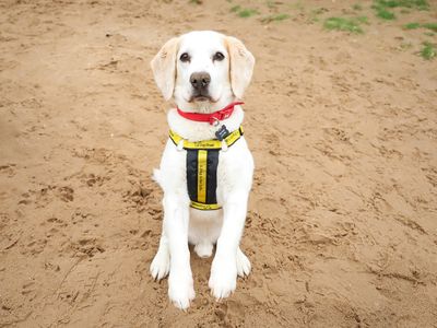 Barney, a 13 years old male Beagle available for adoption from Dogs Trust in West Yorkshire