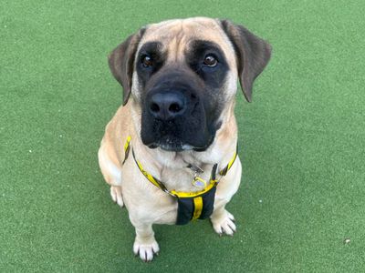 Baby | Mastiff Cross | Canterbury - 3